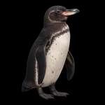 A friendly penguin representing our mission