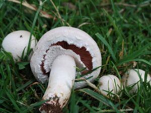 agaricus campestris